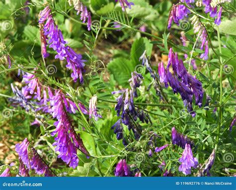 Bird Vetch Is A Purple Flower Weed Vine Stock Photo Image Of Climbing