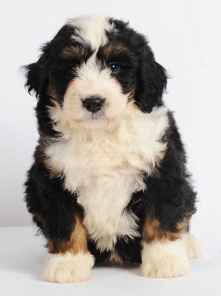 Both the bernese mountain dog and the poodle are two very clever dog breeds. minibernedoodles | Cute dogs, Puppies, Cute animals