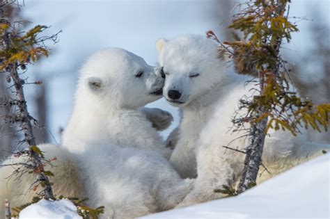 If you want to see some more animals enjoying the cold, check out these critters playing in the snow. two beautiful polar bear cubs - HD Image #13 on WallpapersQQ