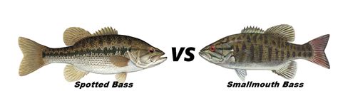 Spotted Bass Vs Smallmouth Bass Which Reigns 1 Supreme
