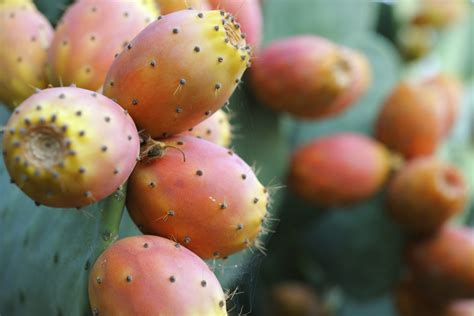10 Health Benefits You Can Get From Eating Prickly Pears