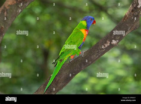 Singapore Jurong Bird Park Rainbow Lorikeet Trichoglossus Haematodus