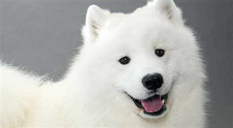Group Of Samoyed Puppies Outside