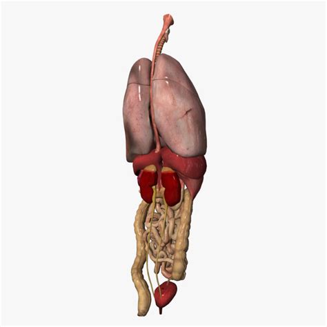 Vital organs the vital organs are those that a person needs to. Internal Organ Map - ClipArt Best