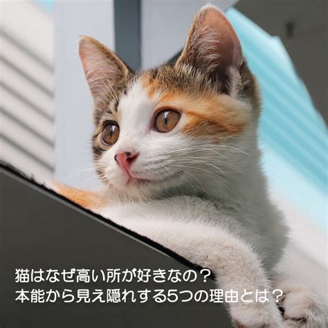 高い所｜猫の総合情報サイト ペットスマイルニュースforネコちゃん