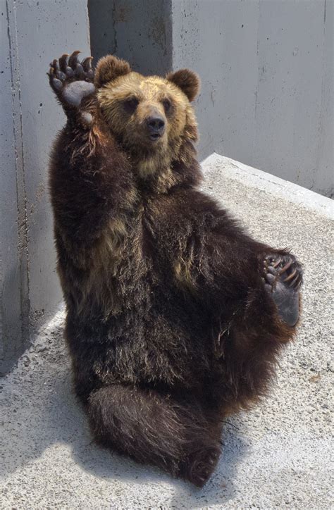 Ussuri Brown Bear Wikipedia