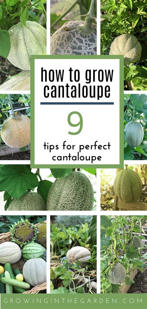 How To Grow Cantaloupe 9 Tips For Growing Cantaloupe Growing In The