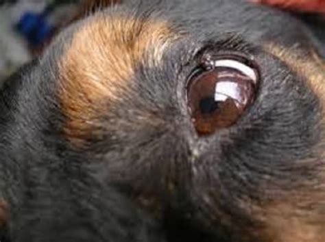 Eyelid Meibomian Gland Tumors In Dogs Urban Animal Veterinary Hospital