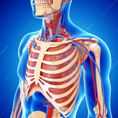 Many autonomic nerves and ganglia pass through the thoracic region to innervate the internal organs. Upper body anatomy, artwork - Stock Image - F006/1140 ...