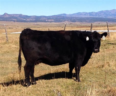20 Registered Black Angus Simmental And Sim Angus Bred Cows And Heifers