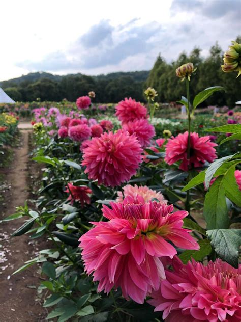 Sera Farms In Hiroshima Prefecture Adventures After Sixty