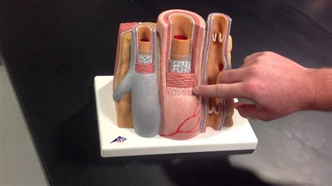 Artery And Vein Layering Model Anatomy Models Arteries And Veins