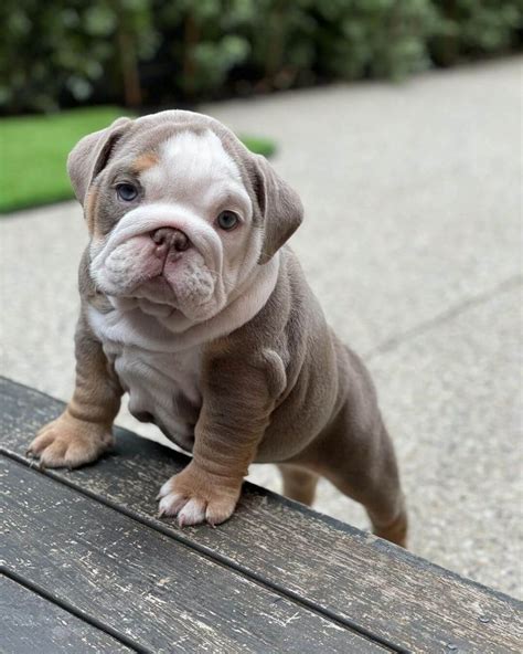 15 Adorable Photos Of English Bulldog Puppies That Make Everyones