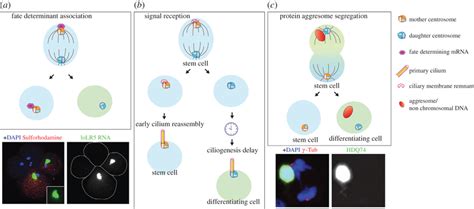 Function Of Centrosome Asymmetry In Asymmetric Cell Division A Download Scientific Diagram
