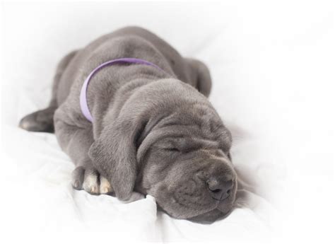 Perhaps one of the names in the following lists will be perfect for your new puppy. Naming Your Grey or Silver Dog: Name Ideas for Dogs with ...