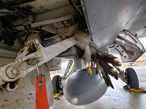 This Is The Hefty Toll Bird Strikes Have Inflicted On The Air Force