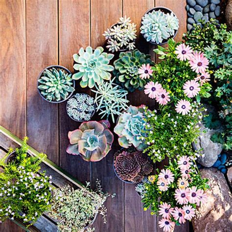 Check spelling or type a new query. 38 ideas for succulents in containers - Houston Chronicle
