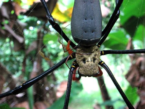 Female And Male Golden Orb Spider Cairns Australia Flickr