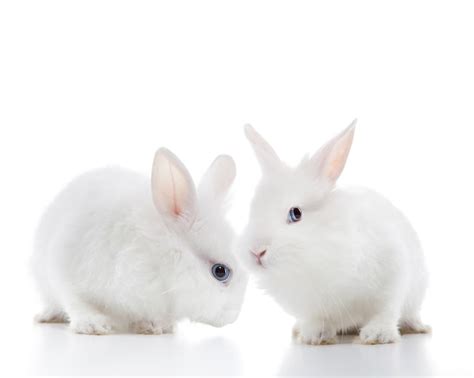 Premium Photo Two White Rabbits Isolated On A White Background
