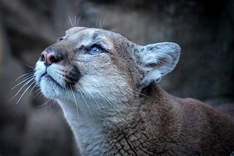 Beautiful Puma Photograph By Susan Rydberg Pixels