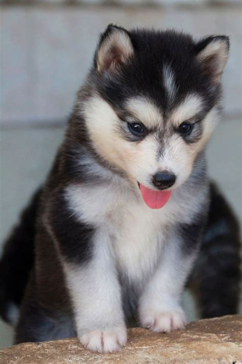 Huskies Are Adorable Cute Baby Animals Cute Dogs Baby Dogs