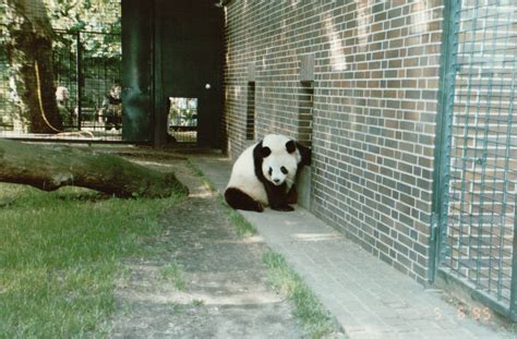 Berlin Zoo 1995 Bao Bao The Giant Panda Zoochat