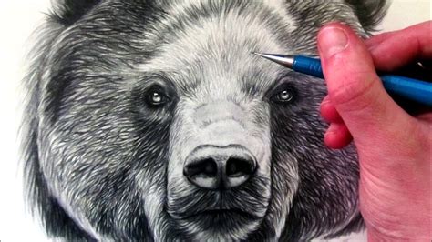 Https://tommynaija.com/draw/how To Draw A Bear Realistic