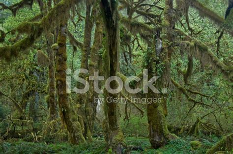 Hoh Rain Forest Stock Photo Royalty Free Freeimages