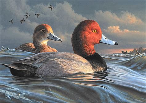 Minnesota Artist Wins 2021 Federal Duck Stamp Art Contest Delta Waterfowl