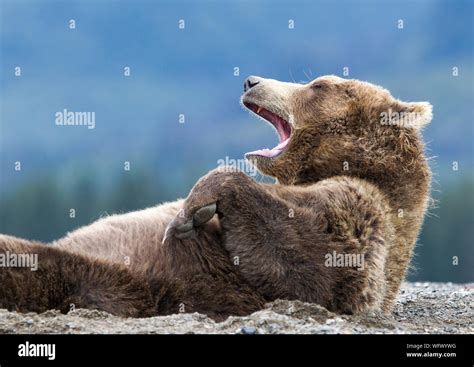 Yawning Bear Hi Res Stock Photography And Images Alamy