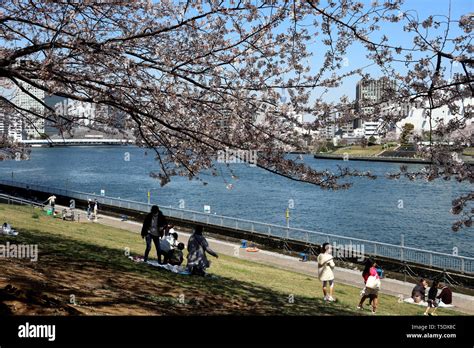 Cherry Blossoms Along Sumida River Tokyo Japan Stock Photo Alamy