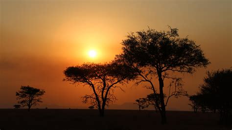 Sunset In The Serengeti Backiee