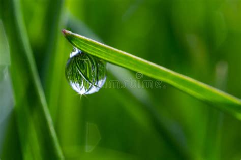 Water Drops On The Green Grass Morning Dew Watering Plants Drops Of