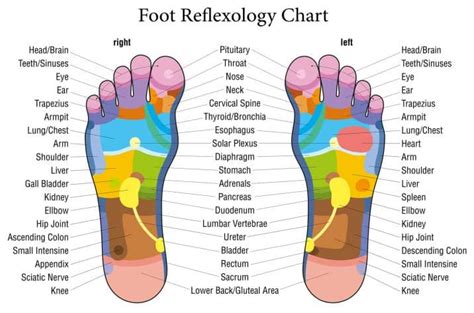 Reflexology Massage Techniques Lots Of Charts The Whoot Reflexologie Fußreflexzonen