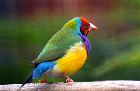 Цветные Птицы Фото Telegraph