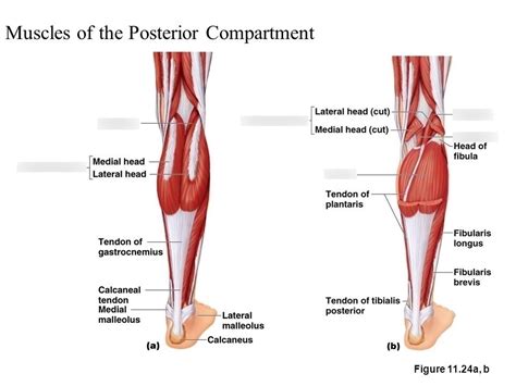 Figure 1024 A B Muscles Of The Posterior Compartment Of The Right