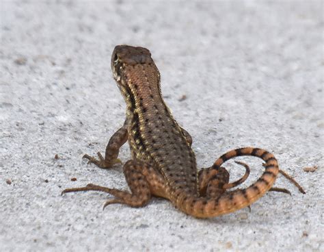 Northern Curly Tailed Lizard Leiocephalus Carinatus Armo Flickr