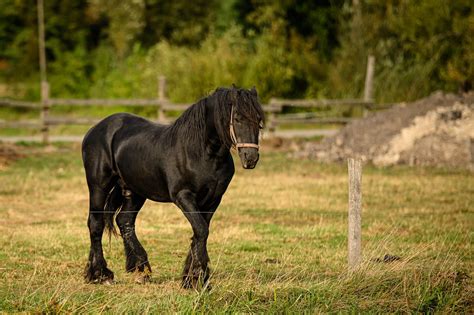 Koń Fryzyjski Barokowy Fryz Ogier Węgrzynowo • Olxpl