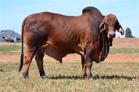 Brahman cattle can be gray or red color. Brahman Cattle for Sale | Toms Cattle