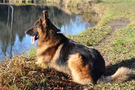 Double Coated German Shepherds Pethelpful By Fellow Animal Lovers