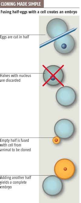 Animal cell technology is a growing discipline of cell biology which aims not only to unders. 'Handmade' cloning cheap and easy | New Scientist