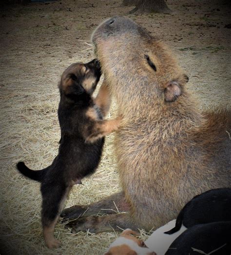Random Proofs That All Animals Love Hanging Out With Capybaras Best