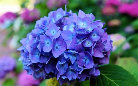 Blue Flower Hd Wallpapers