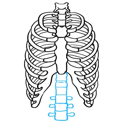 A Drawing Of The Ribs In Blue And Black