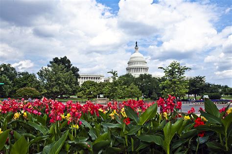 Capitol Building Capitol Hill And Flower Garden Photograph By Jodi