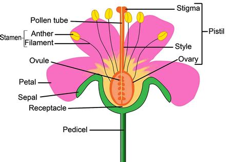 The female reproductive part of the flower is known as pistil or carpel, it consists of three subsections stigma, stile and ovary as shown in the following diagram of longitudinal section of flower. Pollination and Fertilisation Worksheet - EdPlace