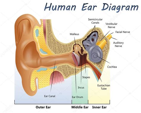Human Ear Diagram Stock Vector Image By ©pablofdezr1984 77640006
