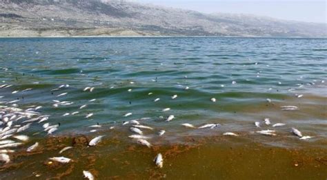 Tonnes Of Dead Fish Wash Up On Shore Of Polluted Lebanese Lake World
