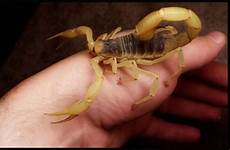 scorpion sting allinallnews
