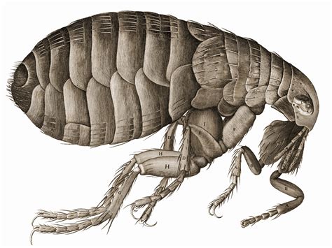All About The Black Death Flea That Killed 100 Million People Boing Boing